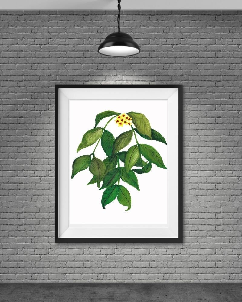 Hoya Polyneura Pflanze Aquarell Druck Hoya Pflanze Aquarell Digitale Wand Indoor Pflanze Druck Wandbehang Pflanze Aquarell Druck JPG