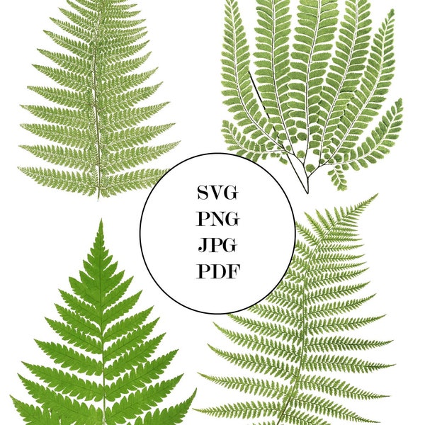 Fern Leaf Bundle + Postcard SVG PNG jpg pdf Fern Digital Vector Illustration Fern Wall Art Digital Download