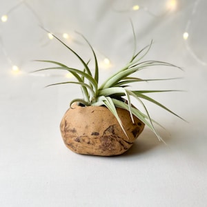Puede incluir: Una pequeña planta de aire en una maceta de cerámica marrón texturizada. La maceta tiene una forma única y orgánica.