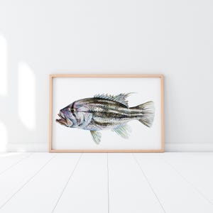 May include: Watercolor print of a fish in a wooden frame. The fish has a striped pattern in shades of gray, black, and white, with a purple hue around the eye. The artwork is displayed on a white wall and floor.