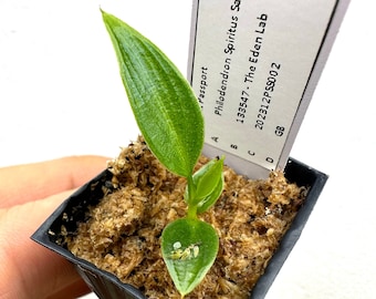 Philodendron Spiritus Sancti - very rare aroid plant