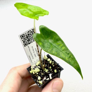 Alocasia Zebrina Reticulata - very rare aroid plant