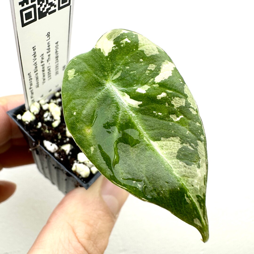 Alocasia Pflanzen Hoodie - Aroid Lover Geschenk Für Pflanzenfans