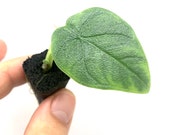 Alocasia Melo - Rare Aroid Plant