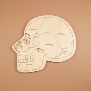 Puede incluir: Rompecabezas de madera de un cráneo con secciones óseas etiquetadas. El rompecabezas incluye los huesos frontal, parietal, temporal y occipital, así como el nasal, maxilar y mandíbula. También se ve la cuenca del ojo y un diente.