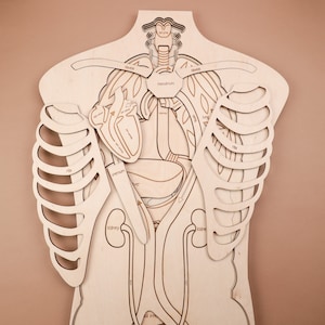 Pode incluir: Um quebra-cabeça de madeira que retrata o torso humano, mostrando os sistemas esquelético e de órgãos. O quebra-cabeça inclui peças rotuladas para as costelas, coração, pulmões, fígado e rins. A cor natural da madeira fornece um fundo neutro para os detalhes anatômicos.