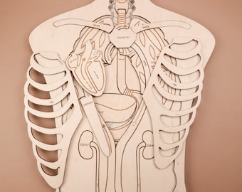 May include: A wooden puzzle depicting the human torso, showcasing the skeletal and organ systems. The puzzle includes labeled pieces for the ribs, heart, lungs, liver, and kidneys. The natural wood color provides a neutral backdrop for the anatomical details.