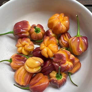 May include: A collection of fresh, multi-coloured chilli peppers in a white bowl. The peppers feature a distinct, wrinkled, and lobed shape with a gradient of colours ranging from vibrant yellow and orange to deep purple and maroon, each with a green stem.