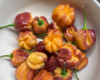 CGN 21500 x 7 Maceta Barrackpore (Melocotón) - Semillas de pimiento orgánico sin OMG 10+