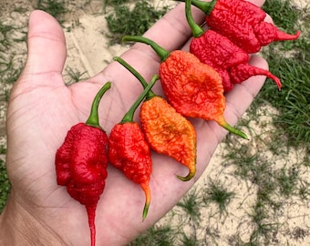 Faddas Poison Tail - Semillas de pimiento orgánico sin OMG, 10+ pimientos súper picantes