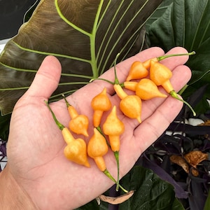 May include: A collection of small, teardrop-shaped yellow chilli peppers with thin green stems. The peppers have a smooth, glossy skin and a distinct pointed tip, resting in an open palm. Each chilli is uniform in colour and shape, showcasing a vibrant, bright yellow hue against the natural skin tone of the palm.