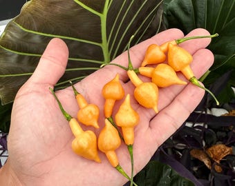 Cabacina Laranja - Semillas de pimiento orgánico sin OMG (10+ variedades) Pimiento nativo de Brasil
