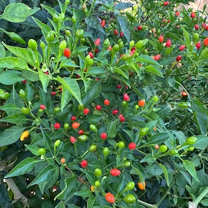 Puede incluir: Una planta de chile con numerosos frutos pequeños y cónicos en diversas etapas de maduración, que cambian de verde vibrante a rojo brillante y naranja. La planta tiene hojas verdes puntiagudas y densas con pequeñas flores blancas.