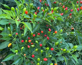 Chiltepe de Guatemala - Semillas de pimiento orgánico sin OGM (10+ unidades) Variedad silvestre nativa de Guatemala