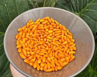Pimienta amarilla Pequín - Semillas de pimiento orgánico sin OGM (10+ unidades) Pimiento nativo de México