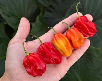 Aji Chombo - Semillas de pimiento orgánico sin OGM, 10+ variedades tradicionales de habanero de Panamá, Centroamérica