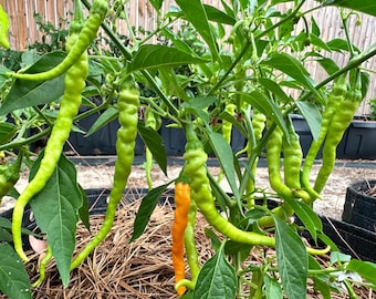 Pimienta de Cayena Solar Flare - Semillas de pimiento orgánico sin OMG (10+ unidades)