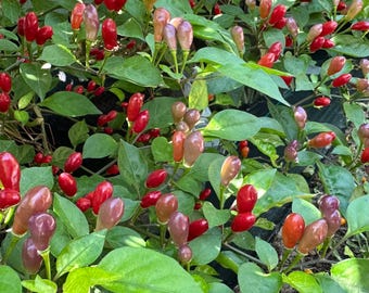 CGN 22837 - Semillas de pimienta orgánicas no transgénicas (10+ unidades) Pimiento silvestre de Brasil