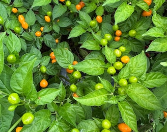 Semillas de pimiento Aji Charapita Naranja sin picante - Orgánicas, sin OMG (10+ unidades)