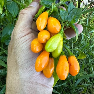 Könnte beinhalten: Eine Ansammlung kleiner, tropfenförmiger Chilischoten an einem grünen Stiel. Die Schoten sind überwiegend leuchtend orange, einige wechseln von hellgrün zu gelb-orange. Die Schoten haben eine glatte, glänzende Haut und sind eng beieinander.