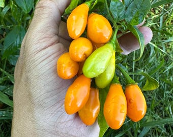 Pimenta La Macarena - Semillas de pimiento orgánicas no transgénicas 10+ Tipo de pimiento habanero Colombia, Sudamérica
