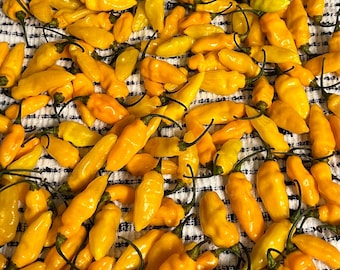 Datil - Semillas de pimiento orgánicas sin OGM, 10+ cultivadas en Florida. Auténtica variedad habanero tradicional de Florida.