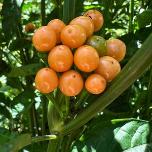 May include: A cluster of round, smooth, orange berries growing on a green plant stem. The berries are spherical and glossy, with one smaller green berry visible among the orange ones. The plant features dark green leaves in the background.