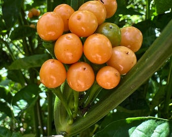 Pingo De Ouro - Semillas de pimiento orgánico sin OMG (10+ variedades) Pimiento nativo de Brasil