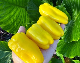 Pimiento dulce Yellow Lunchbox - Semillas de pimiento orgánico sin OMG (10+ unidades)