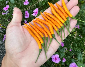 Naranja Tailandesa - Semillas de pimiento orgánico sin OMG (más de 10 unidades) La auténtica y genuina Naranja Tailandesa