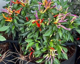 Garda Fireworks - Semillas de pimiento orgánico sin OMG (10+ variedades) Pimiento ornamental
