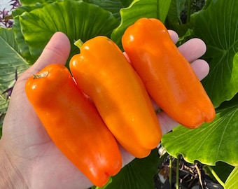 Pimiento dulce Orange Lunchbox - Semillas de pimiento orgánico sin OMG (10+ unidades)