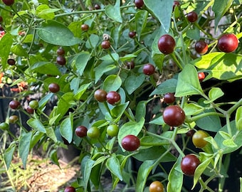 Tepin Cappuccino - Semillas de pimiento orgánico sin OGM (10+ unidades), variedad silvestre autóctona de México.
