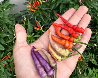 NuMex Día de los Inocentes - Semillas de pimiento orgánicas sin OMG (10+ unidades)