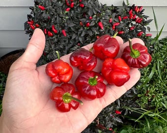 CGN 21500 x 7 Maceta Barrackpore (Rojo) - Semillas de pimiento orgánico sin OMG 10+