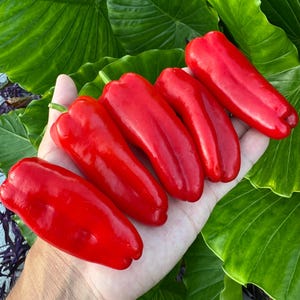 May include: Four vibrant red, elongated bell peppers with smooth, glossy skins and rounded ends. The peppers are arranged in a row, showcasing their uniform shape and bright, saturated colour, highlighting their fresh appearance and firm texture.