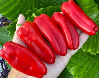 Pimiento dulce Red Lunchbox - Semillas de pimiento orgánico sin OMG (10+ unidades)