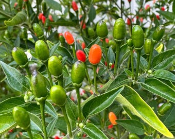 Florida Wild Bird - Semillas de pimiento orgánico sin OGM (más de 10 variedades) Pimiento silvestre nativo de Florida
