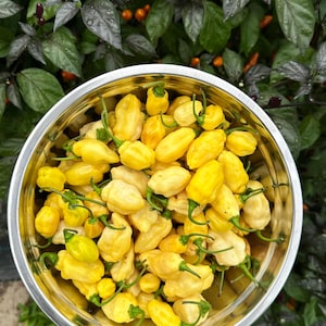 May include: A stainless steel bowl filled with numerous bright yellow, wrinkled chili peppers. Each pepper features a small green stem attached to the top. The bowl is held against a background of dark green and purple foliage with small peppers.