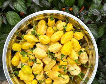 Bolivian Bumpy - Semillas de pimiento orgánico sin OMG (10+ unidades)