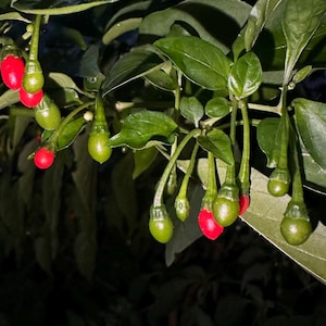 May include: A chili pepper plant featuring numerous small, teardrop-shaped peppers hanging from thin green stems. The peppers transition in color from solid green to bright red as they ripen, surrounded by dark green, pointed leaves.