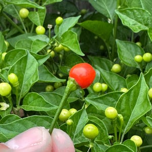 May include: A single, small, round, bright red chilli pepper attached to a thin green stem, held against a dense background of vibrant green leaves and numerous smaller, unripe, light green chilli peppers on the plant.