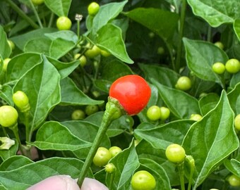 Semillas de pimienta Chickadee Berry (C. Frutescens) - Orgánicas, sin OMG (10+ unidades). Saben a pimienta Tabasco, pero con forma de baya.