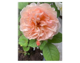 Impresión de rosa de albaricoque en papel fotográfico, carteles de flores, arte de pared floral para su hogar y oficina, arte de pared floral impreso decorativo