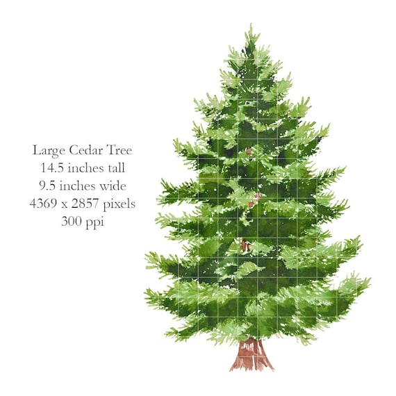 Cedars Christmas Party 2022 Watercolor Large Cedar Tree Clip Art Hand Painted Instant | Etsy Uk