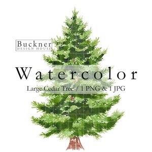 WATERCOLOR Large Cedar Tree Clip Art - Hand Painted - Instant Download - Red Cedar - Large Christmas Tree - Illustration - jpg & png