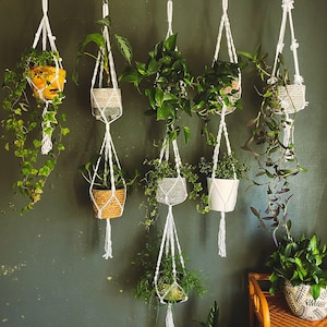 Op de afbeelding: Een muur met acht hangende planten in macramé plantenhangers. De planten zijn in verschillende maten en soorten, waaronder een hangplant, een varen en een succulent. De muur is donkergroen.