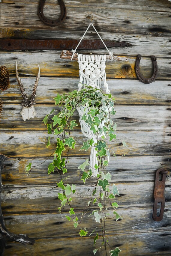 Cotton Macrame Plant Hanger Bohemian Home Decor Terrarium Plants Hanger Modern Macrame Bohemian Bedroom Plant Hanger On Driftwood