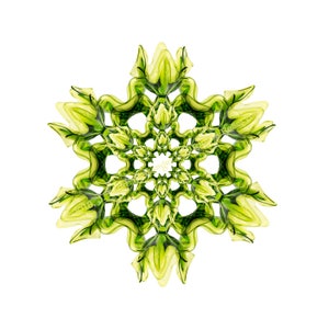 Avocado Green Flower / Star / Wreath, Mid-Century Modern Art, Graphic | Item: Viking Green Snowflake