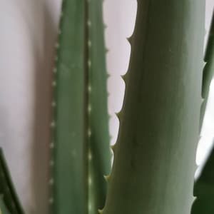 Fresh Organic Aloe Vera Leaves